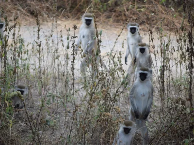 Tanzania monos