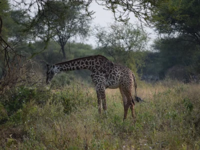 Tanzania jirafas 3