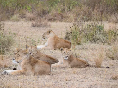 Tanzania leonas 2