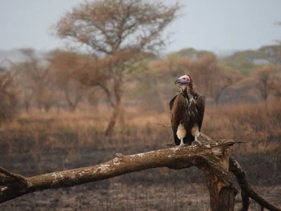 Tanzania buitre