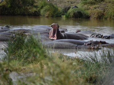 Tanzania hipopotamos