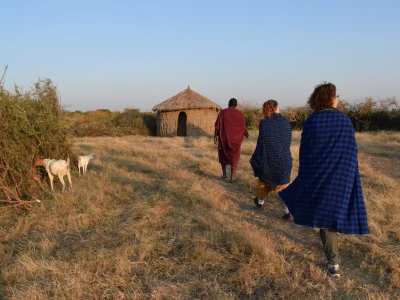 Tanzania masai cabras