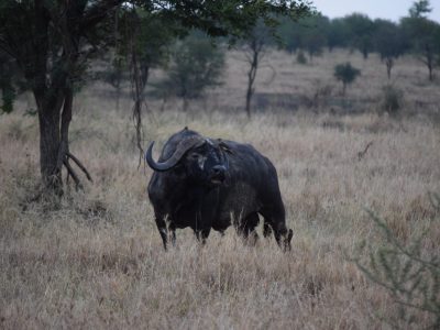 Tanzania_1ed_viaje_en_grupo_aletasenlamochila_bufalo