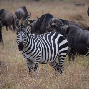 Tanzania_1ed_viaje_en_grupo_aletasenlamochila_cebra Tanzania_1ed_viaje_en_grupo_aletasenlamochila_cebra