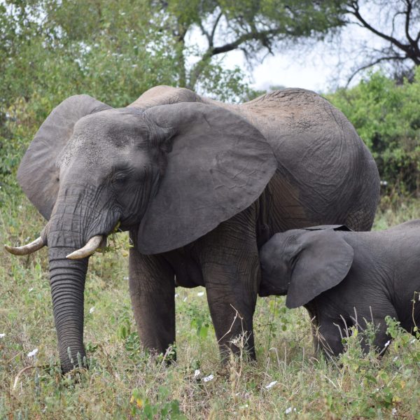 Tanzania_1ed_viaje_en_grupo_aletasenlamochila_elefante Tanzania_1ed_viaje_en_grupo_aletasenlamochila_elefante
