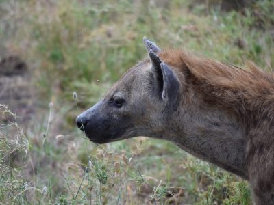 Tanzania_1ed_viaje_en_grupo_aletasenlamochila_hiena