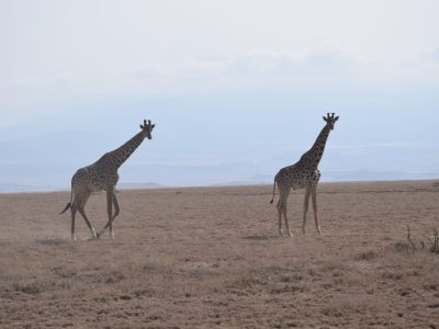 Tanzania_1ed_viaje_en_grupo_aletasenlamochila_jirafa_2