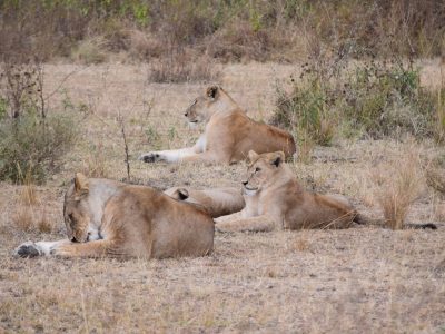 Tanzania_1ed_viaje_en_grupo_aletasenlamochila_leonas