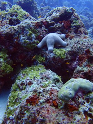 arrecife_coral_maldivas