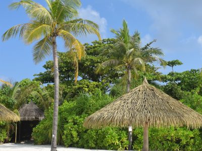 palmera_hamaca_maldivas
