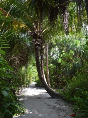 palmera_maldivas