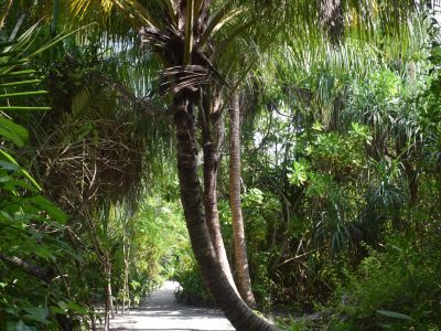 palmera_maldivas
