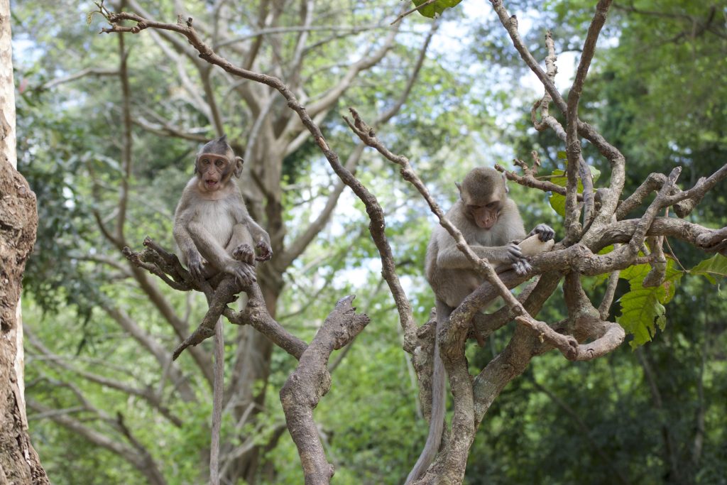 Monos en libertad - Aletas en la mochila